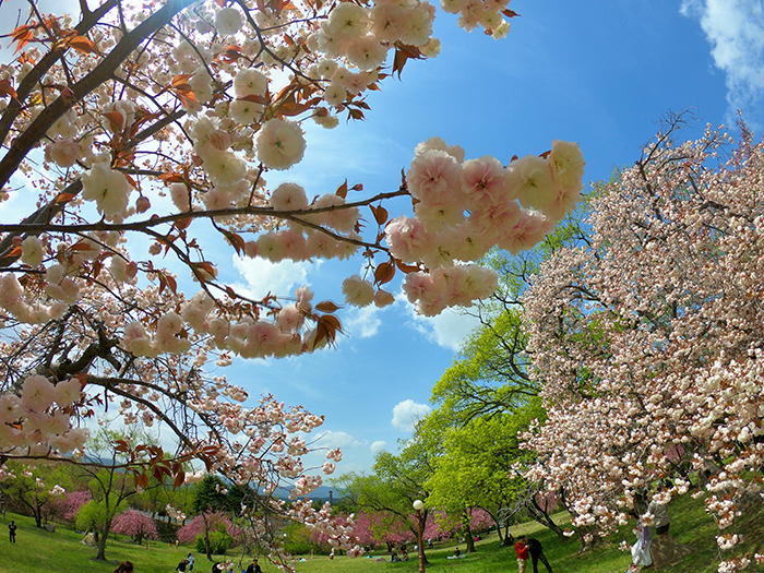 180420_cherry blossom 3_in.jpg